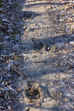 Frozen footprints left in a trail.