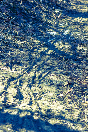 Trail ruts caused by riding partially thawed trails.