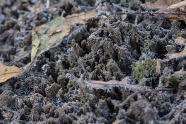 Expanding ice crystals loosen the compacted trail surface creating cavities that trap water. Result: a very thick mud when thawed.