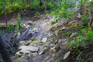 Chunky section of trail on the 206 loop.