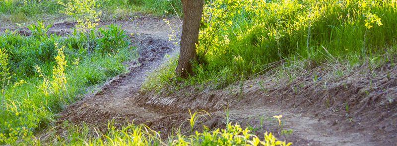 Freshly built trail at Westbrook.