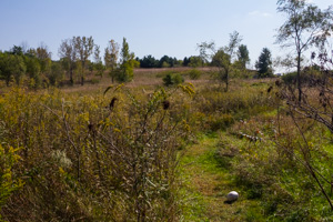 Prairie trail segment at Geneseo Prairie Park.