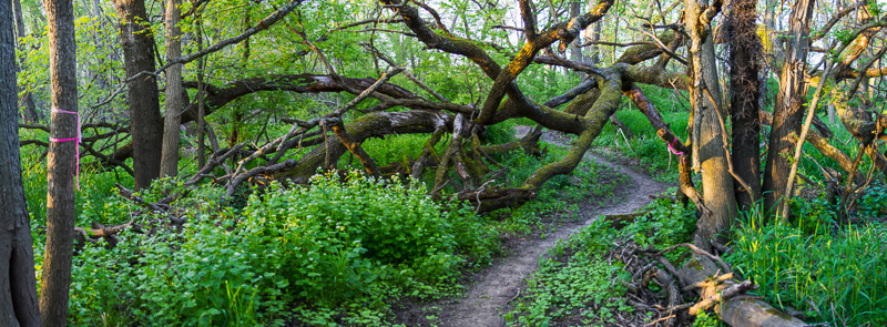 The 206 trail weaves through branches of a large fallen tree.